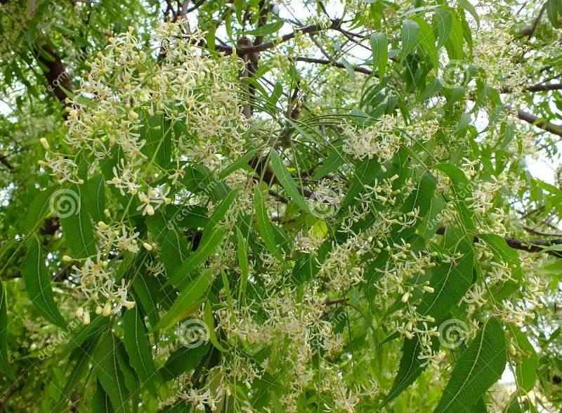 EL NIM, UNA ALTERNATIVA POCO CONOCIDA PARA COMBATIR EL ZIKA Y DESARROLLAR FERTILIZANTES