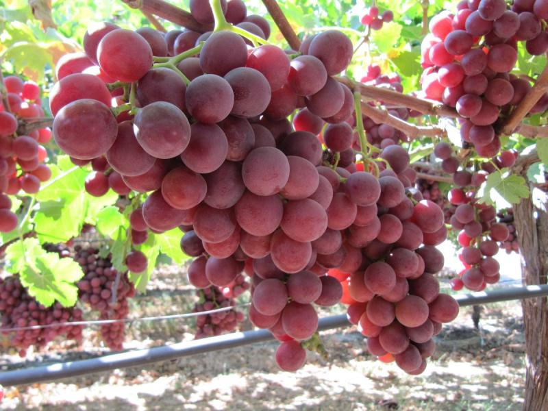 El notable auge de las uvas rojas sin semilla en el portafolio agroexportador peruano