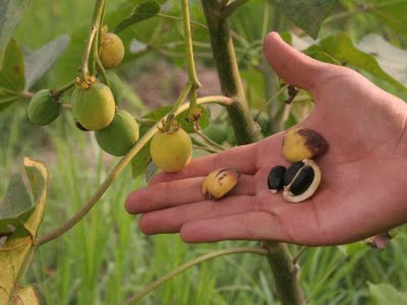 EL NÚMERO DE EMPRESAS AGROEXPORTADORAS AUMENTARÁ ESTE AÑO 