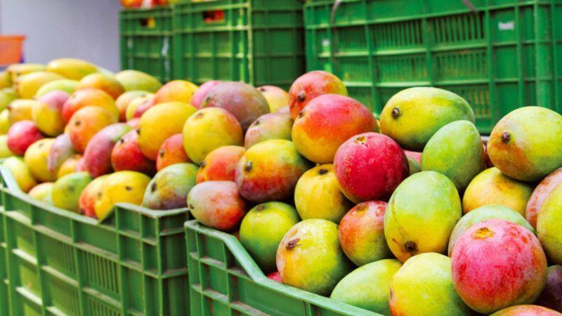 El panorama para el mango Kent peruano sigue complicado, pero su perspectiva de largo plazo puede ser positiva