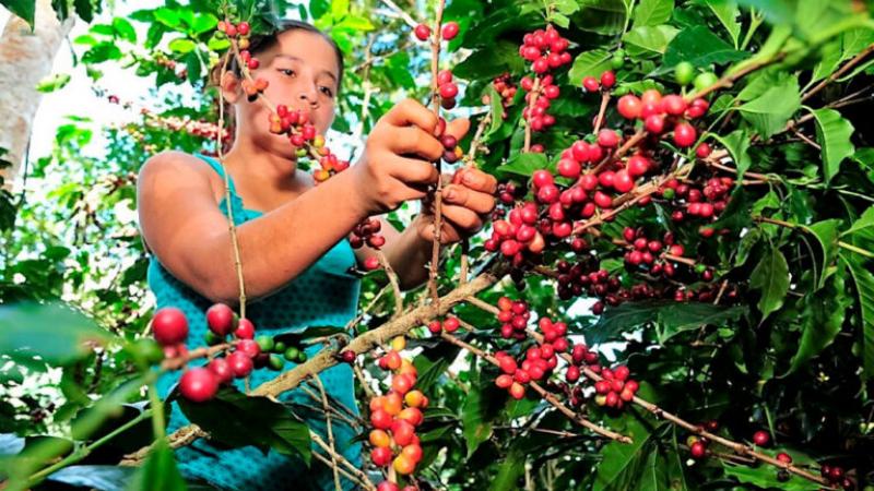 El Perú de hoy consume un 70% más de café que hace 10 años