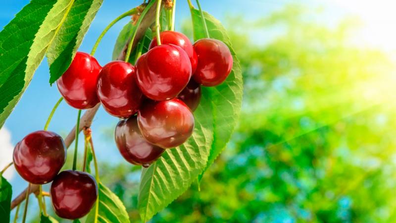 El potencial peruano para el desarrollo de cerezas puede atraer a capitales agrícolas por la gran recompensa económica que generaría