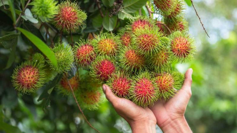 El rambután, un fruto exótico que todavía no logra masificarse en tierras peruanas