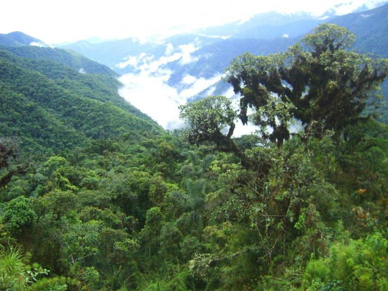 EL SECTOR FORESTAL PUEDE FORTALECER LA ECONOMÍA DEL PAÍS