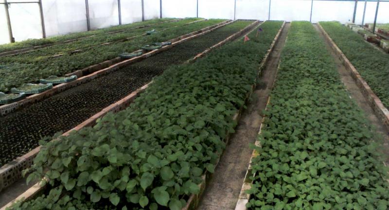 Elementos para un mercado de semillas de calidad en el Perú