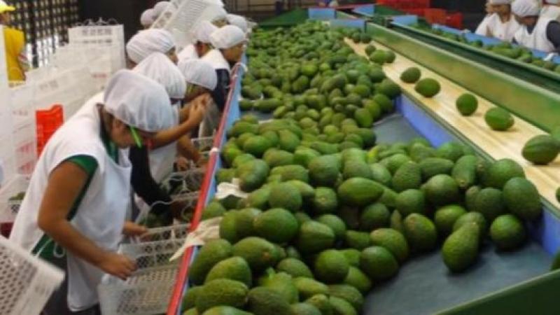 Empleos totales asociados a agroexportaciones crecieron 9.3% en febrero