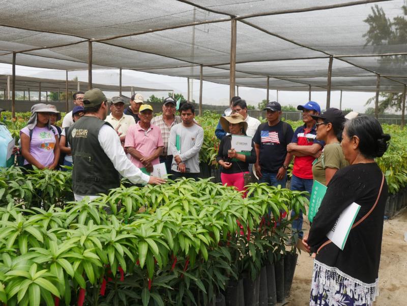 Emprendedores y productores de mango culminan capacitación  en Áncash