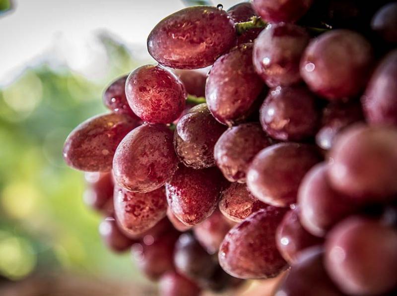 Empresa argentina San Miguel suma palta y uva de mesa peruanas a su portafolio