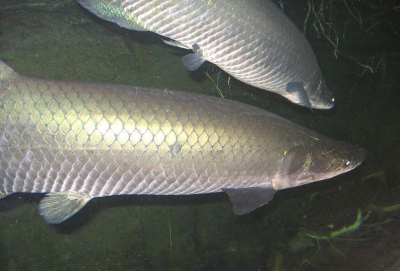 En 10 años la acuicultura tendrá 20 mil hectáreas en la Amazonía peruana