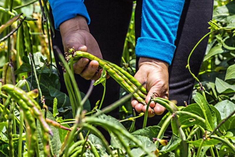 En América Latina se cosechan 15 especies de leguminosas, de las cuales 13 se cultivan en Perú