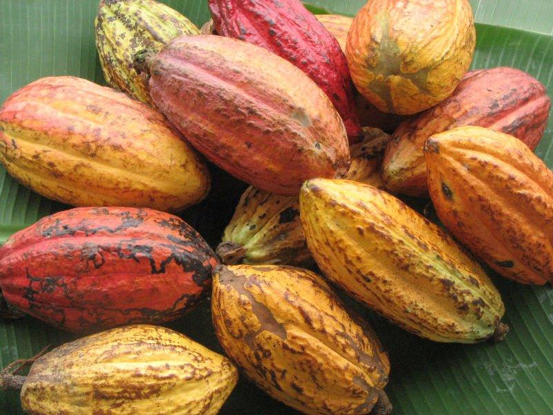 EN CLONES AROMÁTICOS DE CACAO, EL IMC 67 ES EL MÁS RECOMENDABLE