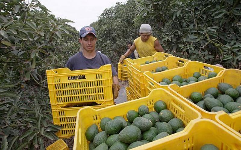 En diciembre definirían si habrá prórroga del régimen laboral agrario