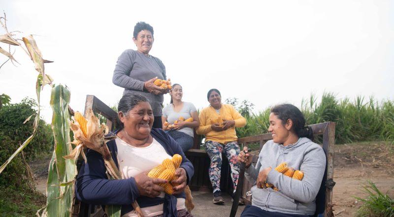 En dos años Backus compró 45 mil toneladas de maíz amarillo duro a los productores peruanos