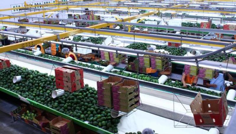 En el 2021 hubo 300 empresas exportadoras de palta Hass de Perú, cuando en el año previo se registraron 200