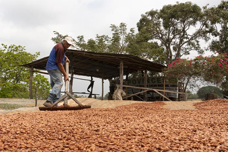 En el mediano plazo, Pangoa producirá cacao nativo de alta calidad gracias al mejoramiento genético
