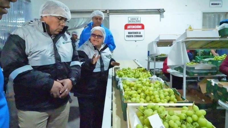 En la campaña 2024-2025, Ica exportó más de 328 mil toneladas de uva