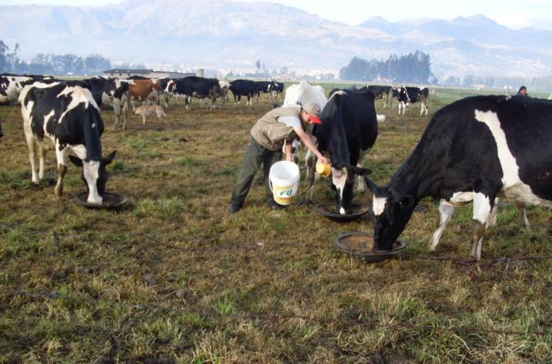 “En la próxima década vamos a ver trasladarse la producción nacional de leche de la costa a la sierra”