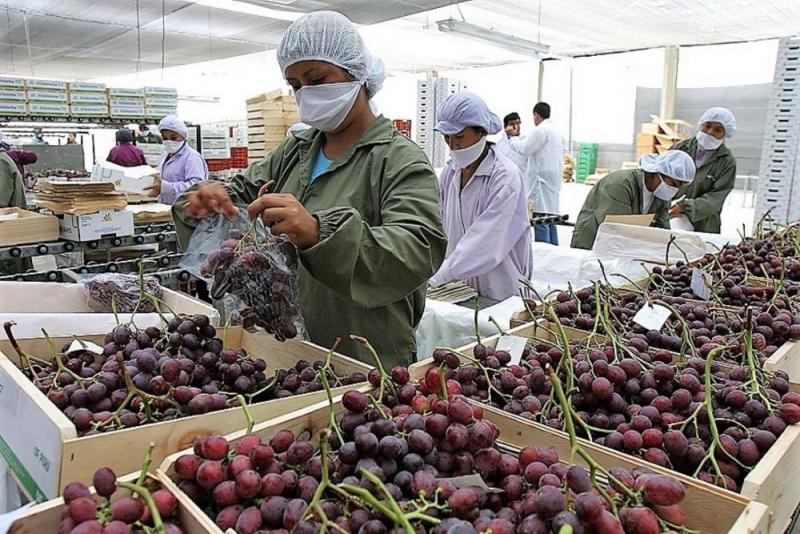 En las primeras semanas de la campaña de uva, las exportaciones alcanzaron las 8.737 toneladas, mostrando un crecimiento de 17%
