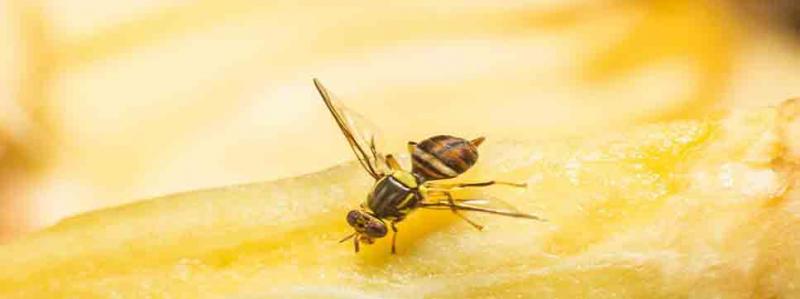 En las próximas semanas se lanzará la segunda fase del programa de Desarrollo de Sanidad Agraria e Inocuidad Agroalimentaria