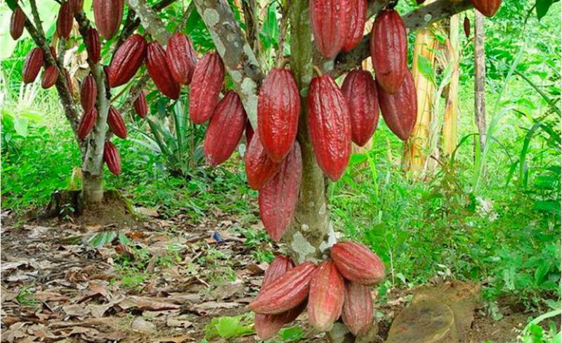 En los próximos cinco años entrarán en producción 50 mil hectáreas de cacao