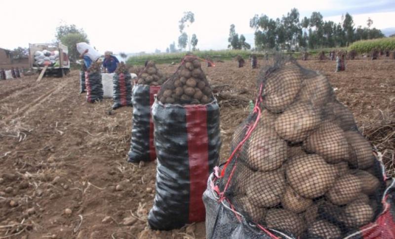 En los próximos días se lanzará el Sistema de Información de la Papa