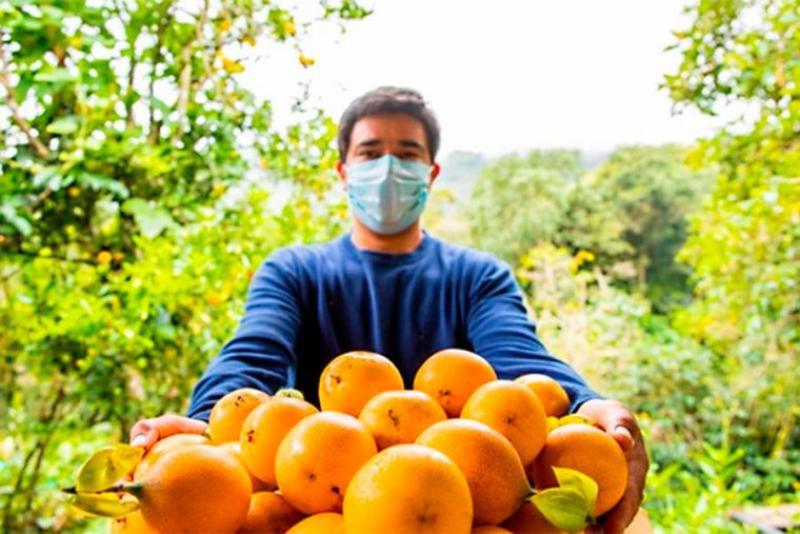 En Perú, 6.158 productores que se dedican al cultivo de granadilla