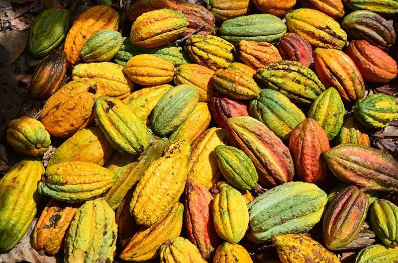 “En Perú se encuentra aproximadamente el 60% de la biodiversidad de cacao que existe en todo el mundo”