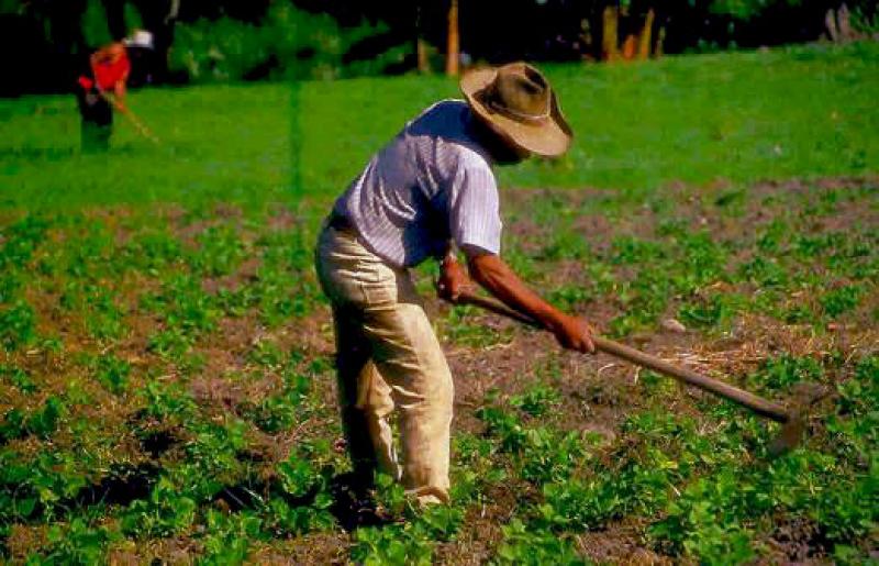 EN PERÚ SOLO EL 30% DE LOS PREDIOS AGRÍCOLAS ESTÁN TITULADOS
