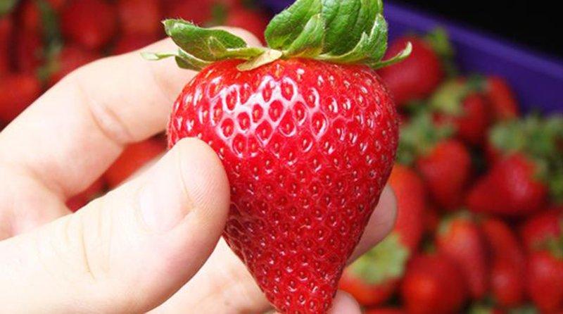 Enero: exportación de fresas sumó un valor de US$ 2.6 millones