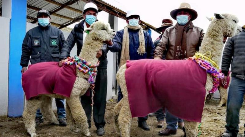 Entregarán 10 centros de producción de reproductores de alpaca en Puno