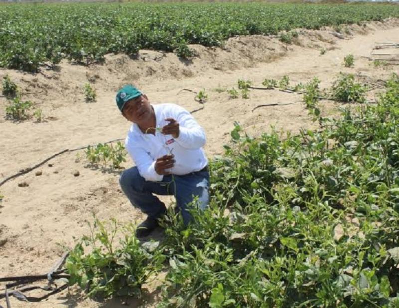 Entregarán semillas certificadas y módulos de cuyes a afectados por ciclón Yaku en Lambayeque