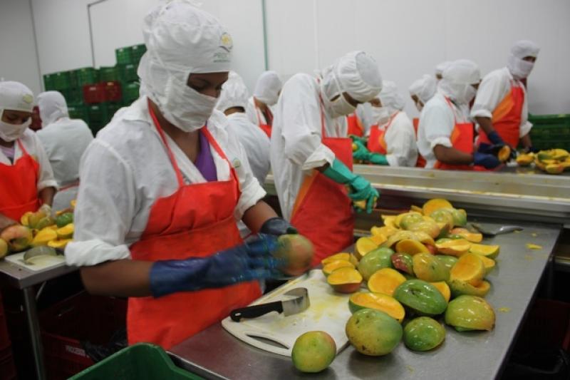 ENVÍO DE MANGO VERDE GENERA GRAVES PROBLEMAS AL SECTOR