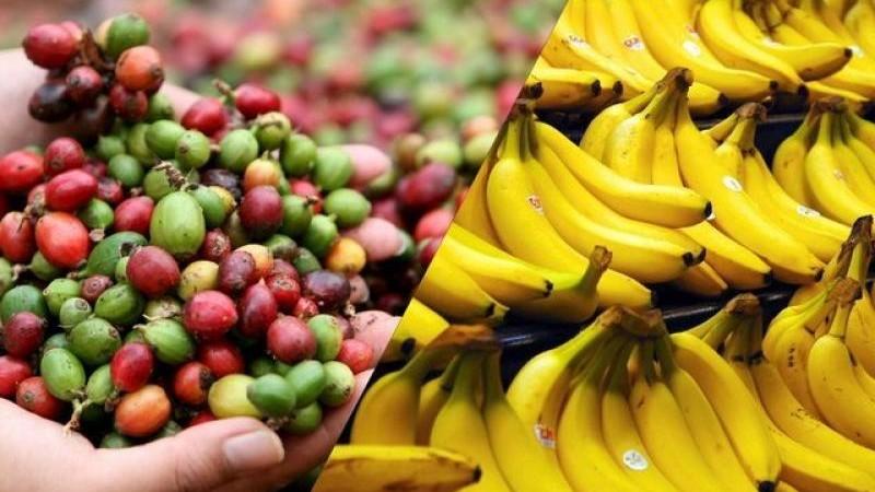 Envíos agrícolas orgánicos de Perú sumaron US$ 249.7 millones en el primer trimestre de  2025