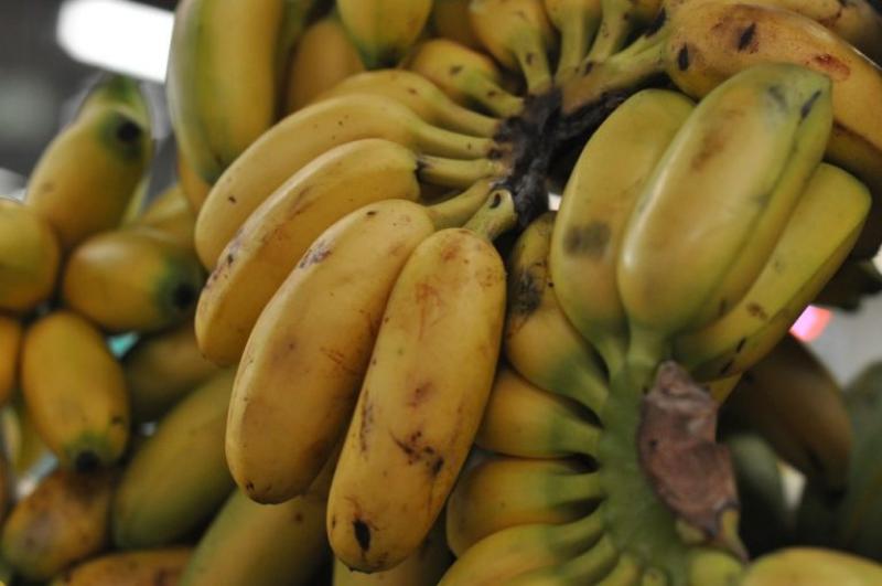 Envíos de banano bocadillo sumaron poco más de 219 toneladas por US$ 674 mil en lo que va de 2022