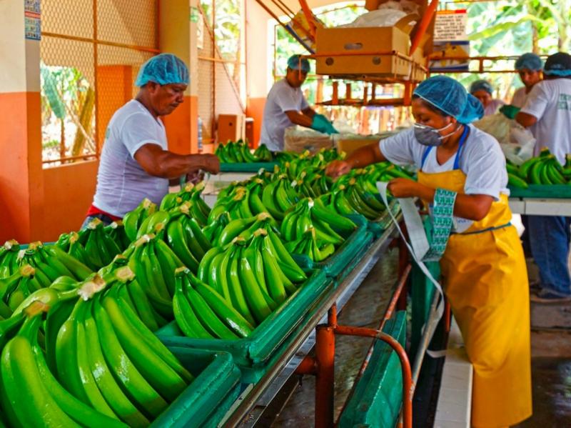 Envíos de banano de Perú sumaron 123.790 toneladas por US$ 87 millones en primeros ocho meses del 2022