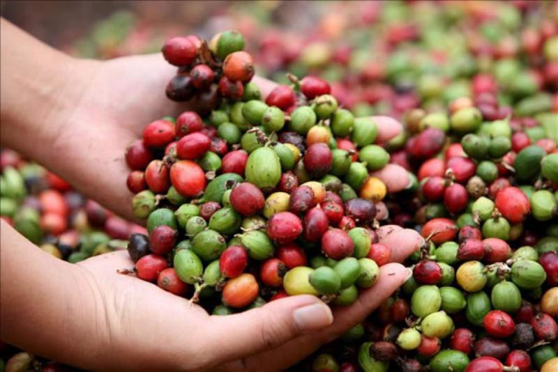 Envíos de café crecieron en valor 38% en los primeros ocho meses del año