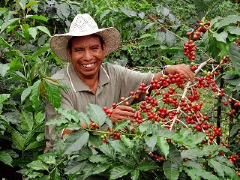 ENVÍOS DE CAFÉ DE LAMBAYEQUE CAYERON 28% EN VALOR EL PRIMER SEMESTRE DEL AÑO 