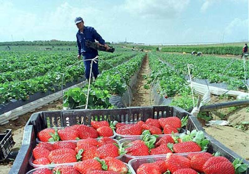 ENVÍOS DE FRESAS CAYERON 23% EN VALOR FOB MENSUAL