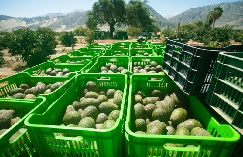 Envíos de frutas y hortalizas frescas de Perú crecieron 18% durante enero-noviembre de 2018