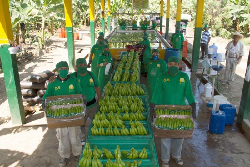 Envíos de la Asociación de Productores de Banano Orgánico Valle del Chira crecieron 50% en cinco años