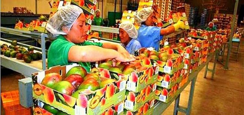 ENVÍOS DE MANGO Y SUS DERIVADOS A COREA DEL SUR  SUPERARON LOS US$ 9.4 MILLONES