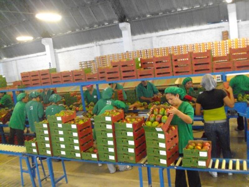 ENVÍOS DE MANGOS FRESCOS CRECERÍAN HASTA 26% EN VOLUMEN EN LA PRESENTE CAMPAÑA
