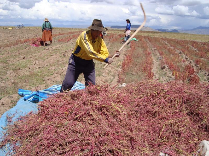 ENVÍOS DE QUINUA CRECEN 132% EL 2013