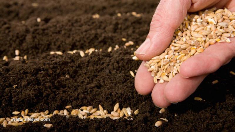 Equinom apalanca US$ 10 millones para acelerar el desarrollo de semillas inteligentes