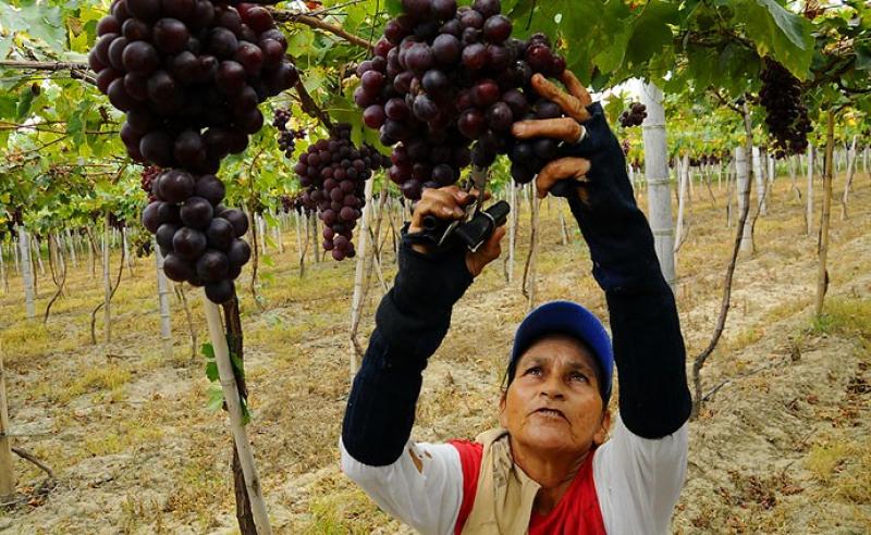 Es incierto si producción de uva de mesa de Perú crecerá en la próxima campaña 2023/2024