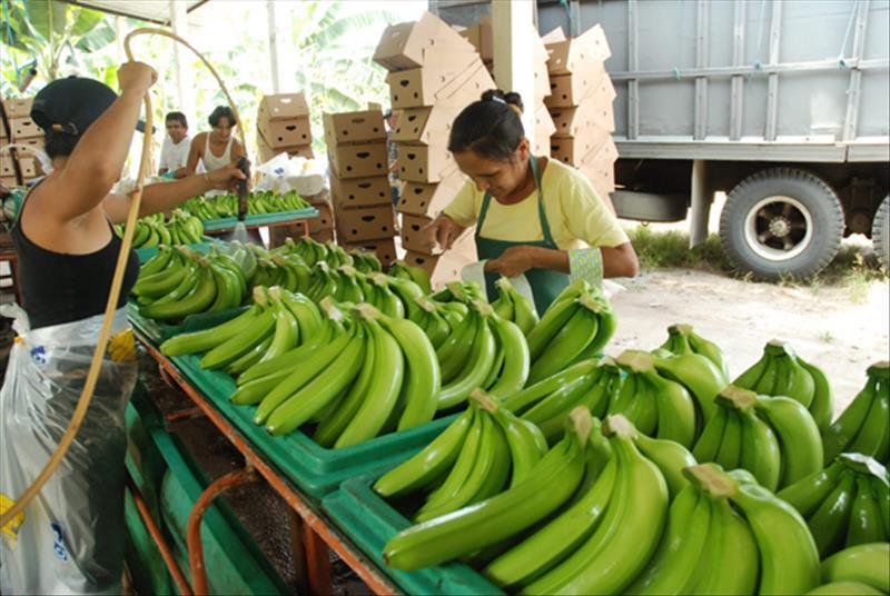 “Es lamentable que Tumbes no participe activamente de las exportaciones de banano fresco”