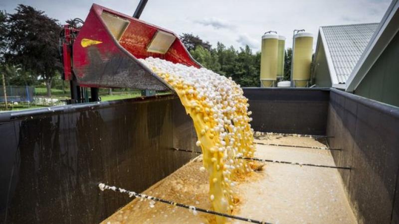 Escándalo de huevos contaminados con pesticida desata la alerta alimentaria en 16 países de Europa y Hong Kong