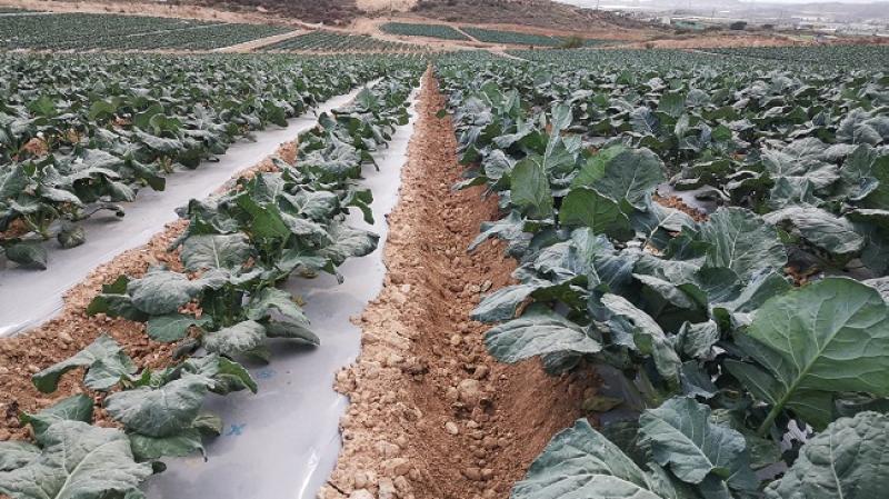 España: ASAJA Murcia denuncia que la amplia mayoría de los agricultores se quedan fuera de las ayudas por fertilizantes