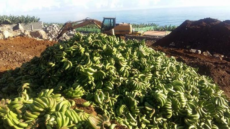 España: entierran y tiran de forma ilegal toneladas de plátanos en perfecto estado por bajos precios