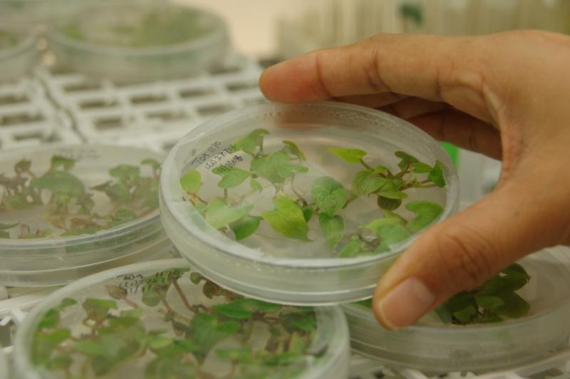 ESTABLECEN REQUISITOS FITOSANITARIOS PARA LA IMPORTACIÓN DE PLANTAS IN VITRO DE PAPA CON INOCULACIÓN DE VIRUS